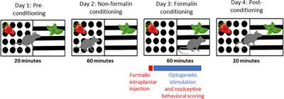 Differential Role of Anterior Cingulate Cortical Glutamatergic Neurons in Pain-Related Aversion Learning and Nociceptive Behaviors in Male and Female Rats